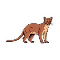 Fossa | Carnivorous Animals Names