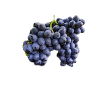 Foxgrape | Small Fruits Names