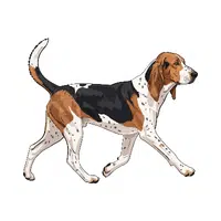 Foxhound 