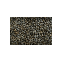 French Lentils | Lentils Names