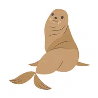 Fur Seal 