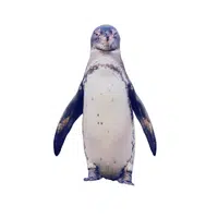 Galapagos Penguin