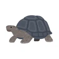 Galapagos Tortoise | Largest Animals Names
