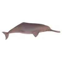 Ganges River Dolphin | Endangered Animals Names