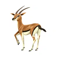 Gazelle