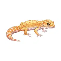 Gecko 