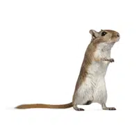 Gerbil | Friendly Animals Names