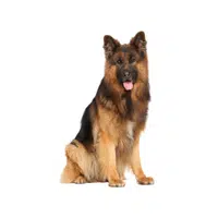 German Shepherd | Guard Animals Names 