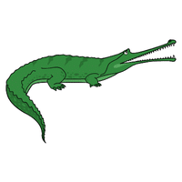 Gharial | Carnivorous Animals Names