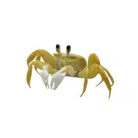 Ghost-crab | Crustaceans Names