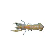 Ghost-shrimp | Crustaceans Names 