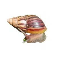 Giant African Snail