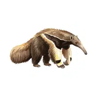 Giant Anteater | Largest Animals Names
