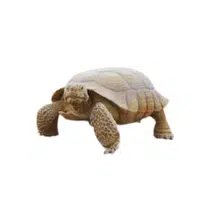 Giant Desert Tortoise