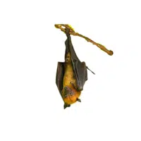 Giant Flying Fox