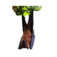 Giant Fruit Bat
