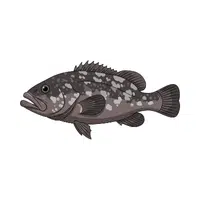 Giant Grouper | Largest Animals Names