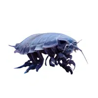 Giant Isopod
