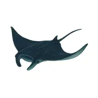 Giant Manta Ray