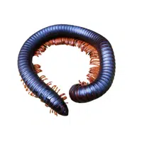 Giant Millipede