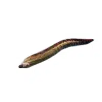 Giant Moray | Largest Animals Names