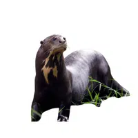 Giant Otter | Largest Animals Names