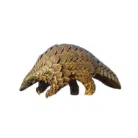 Giant Pangolin