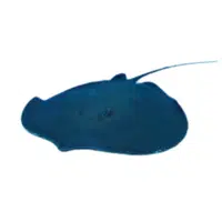 Giant River Stingray