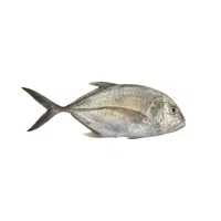 Giant Trevally | Largest Animals Names