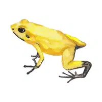 Golden Poison Frog | Endangered Animals Names