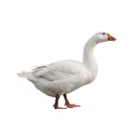 Goose | Woodland Animals Names