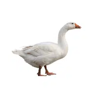 Goose 