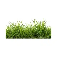 Grass | 100 Natural Things Names
