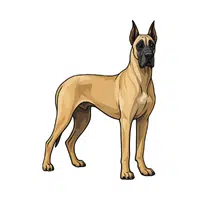 Great Dane