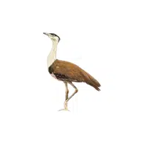 Great Indian Bustard | Endangered Animals Names