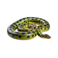 Green Anaconda | Largest Animals Names