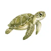 Green Turtle | Endangered Animals Names