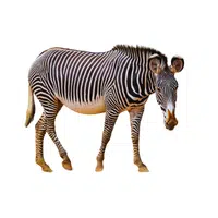 Grevy Zebra