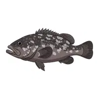 Grouper | Swimming Animals Names