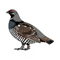Grouse | Woodland Animals Names
