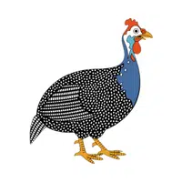 Guinea Fowl 