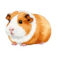 Guinea-pig | Vertebrates Animals Names 