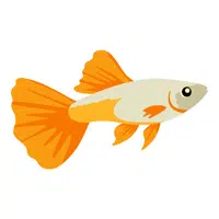 Guppy | Swimming Animals Names