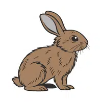 Hare | Vertebrates Animals Names 