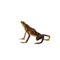 Harlequin Frog | Endangered Animals Names