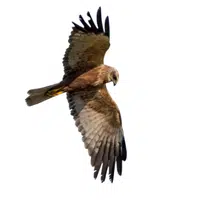 Harrier | Carnivorous Animals Names