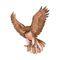 Hawk | Carnivorous Animals Names