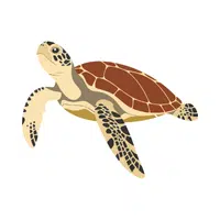 Hawksbill Turtle | Endangered Animals Names