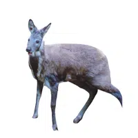 Himalayan Musk Deer