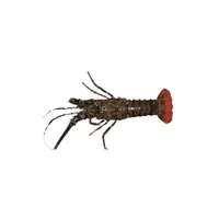 Homarus 